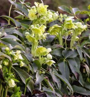 Green-colored hellebore, one of the most beautiful winter flowers