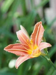 Single pink hemerocallis against a hazy green backdrop