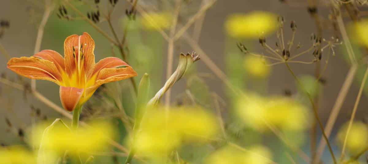 The flower of hemerocallis bulbs is unique