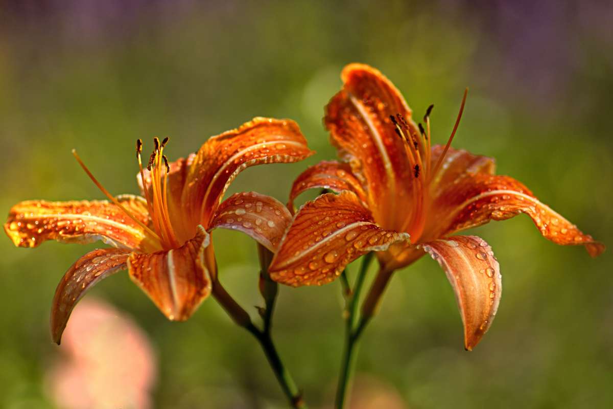 Two hemerocallis flowers on a single stem