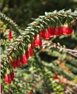 Pruning agapetes leads to new fronds that are more plentiful