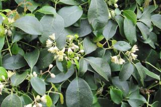 Holbeollia is a fabulous evergreen vine that densely covers fences