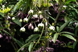 As an evergreen vine, holboellia does great, and its flowers add a nice touch, too