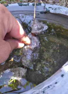 Dunking the entire air-layered stem in a pail works best