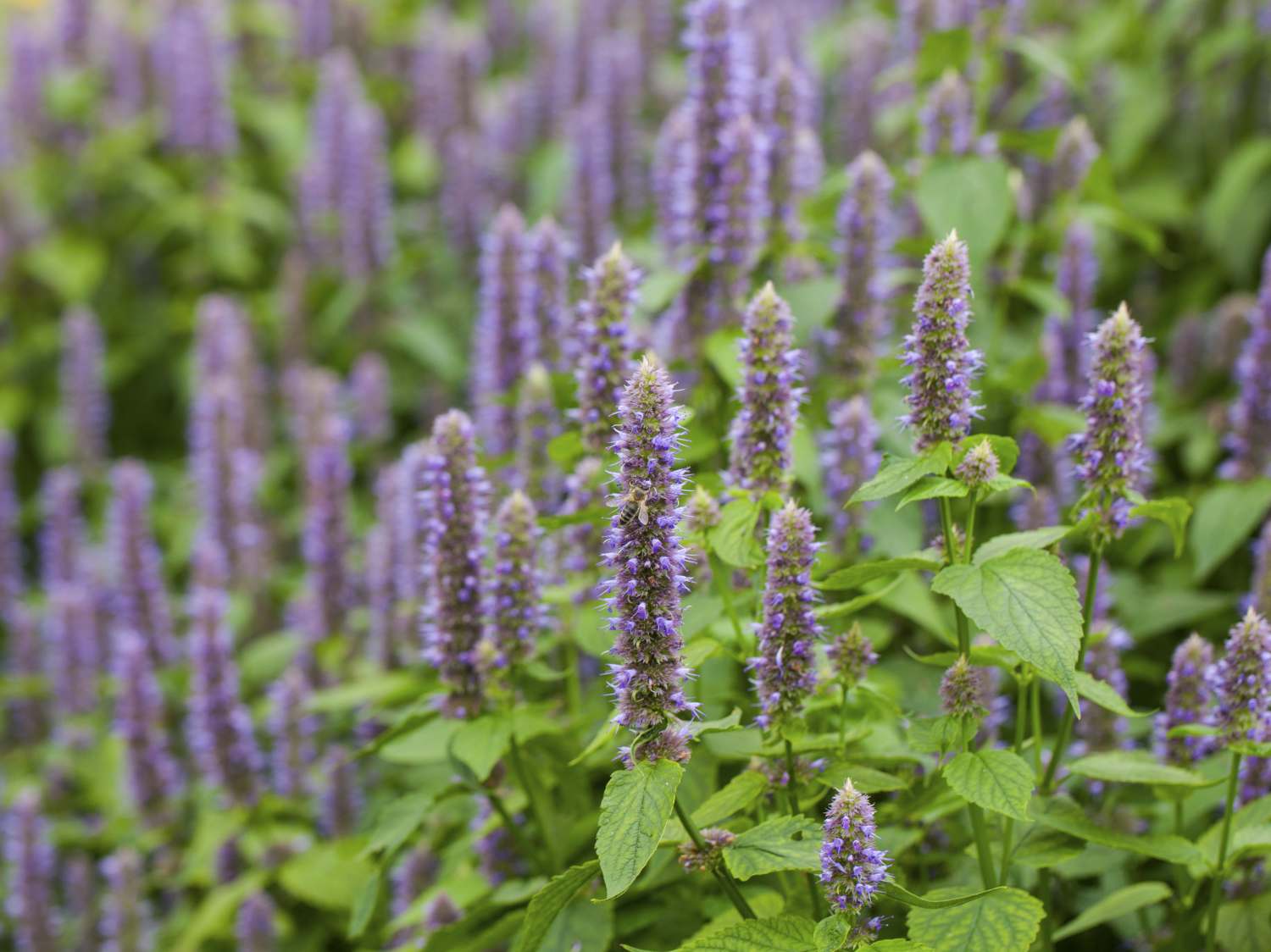 hyssop