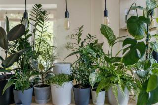 Leaf plants aligned near a window and under supplemental lighting to face off winter