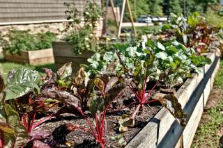 Raised incredible edible garden bed in a city