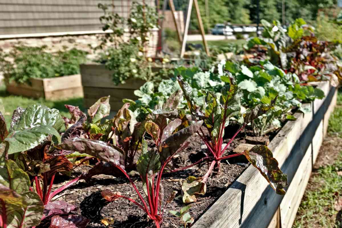 Raised incredible edible garden bed in a city