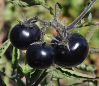 Harvest indigo rose tomato when the color is most pronounced, bordering to red