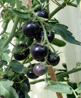 Staking the small cherry tomato stems will keep your indigo rose fruits from falling