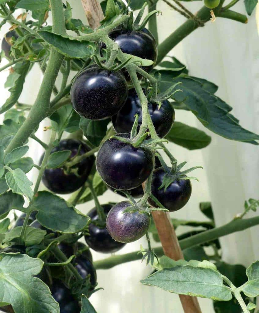 Indigo rose tomato, a bounty of black cocktail tomatoes