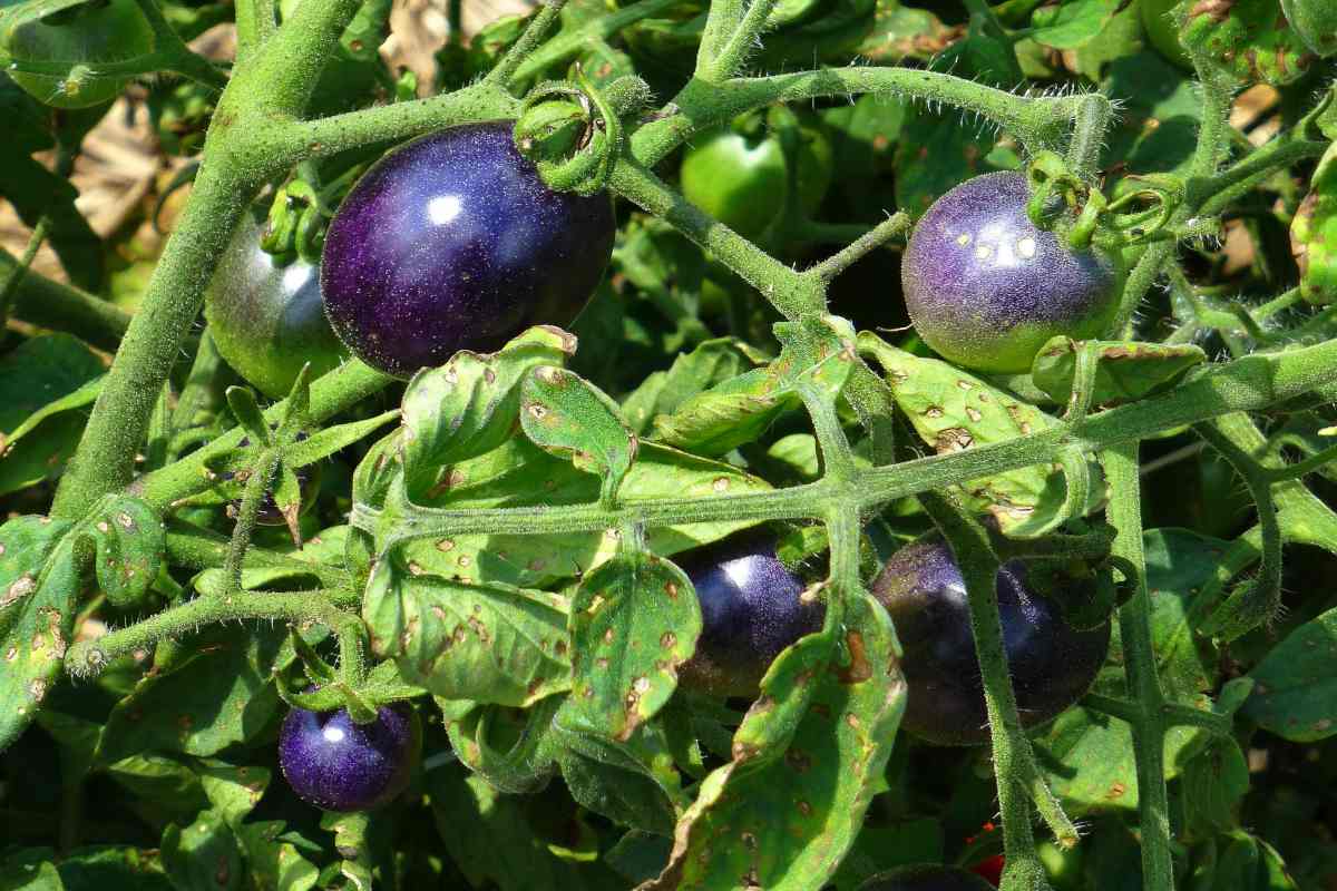 Indigo rose tomato