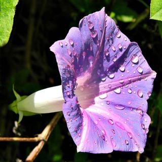 Watering an ipomoea flower