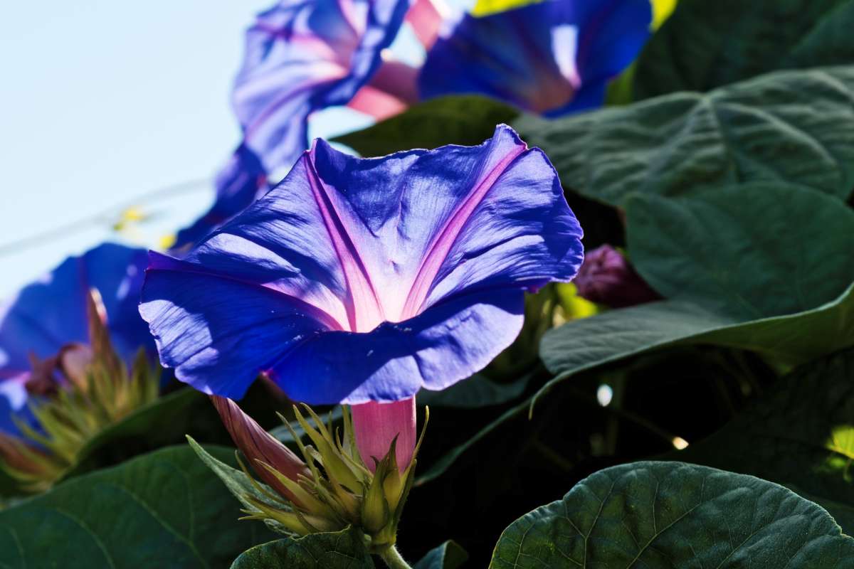 Neon blue flower and plant in part shade