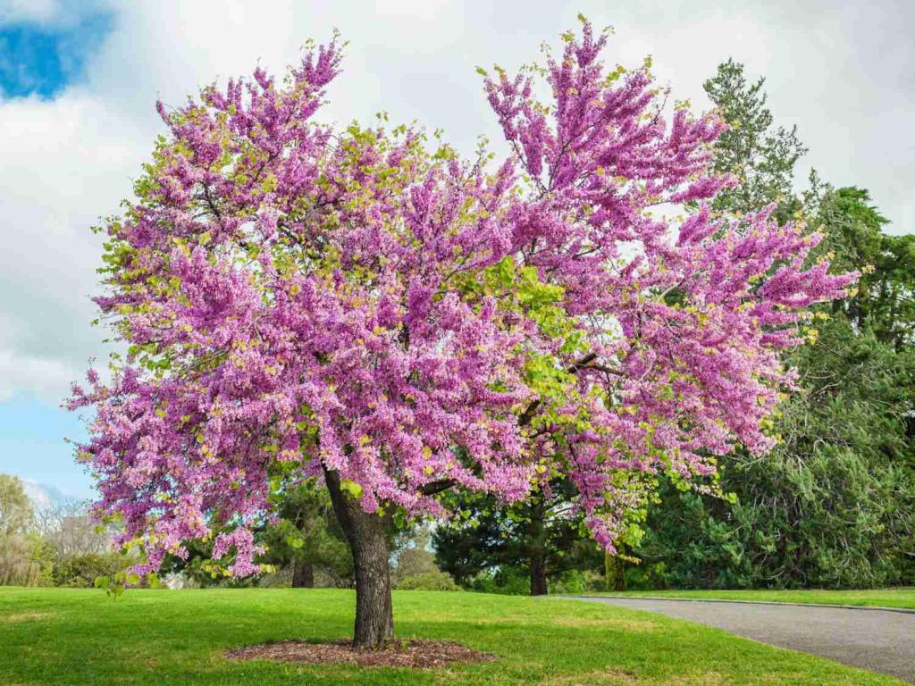 Judas tree