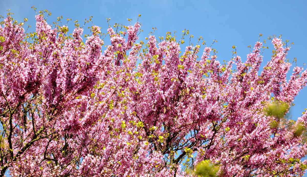 Pruning the judas tree at the right time ensures you get abundant blooms