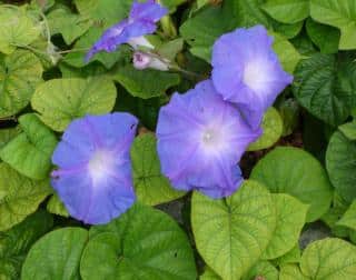 Landscaping with ipomoea is easy, since it grows both across the ground and up a lattice