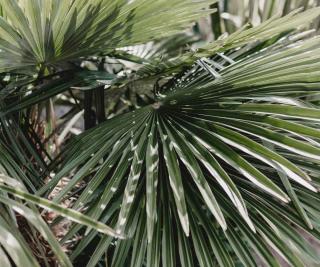 Caring for latania palm helps get healthy fan fronds