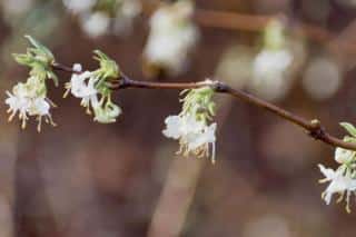 Winter honeysuckle sprig with open white flowers