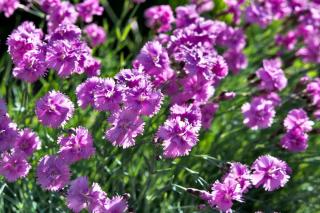 Bush full of maiden pink flowers (dianthus deltoides)