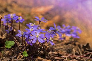 Small purple garden flowers cover the ground in winter