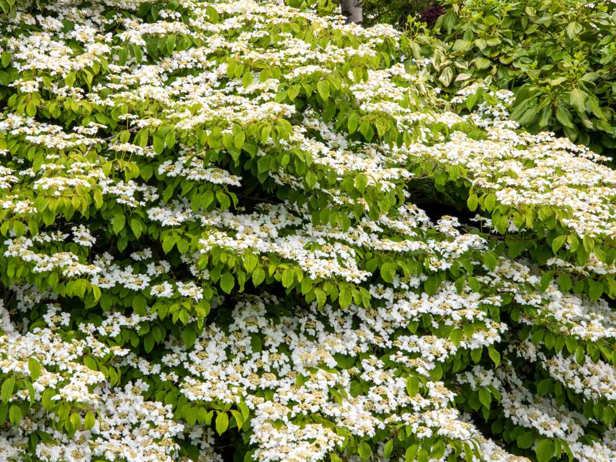 mariesii viburnum