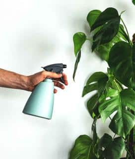 Spraying monstera leaves with water