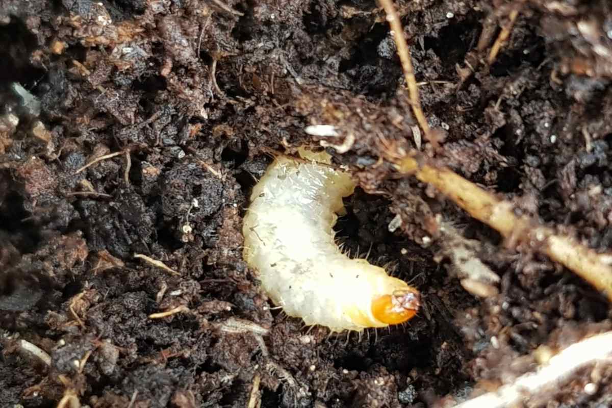 Otiorynchus larva in the ground, like a short white worm or caterpillar