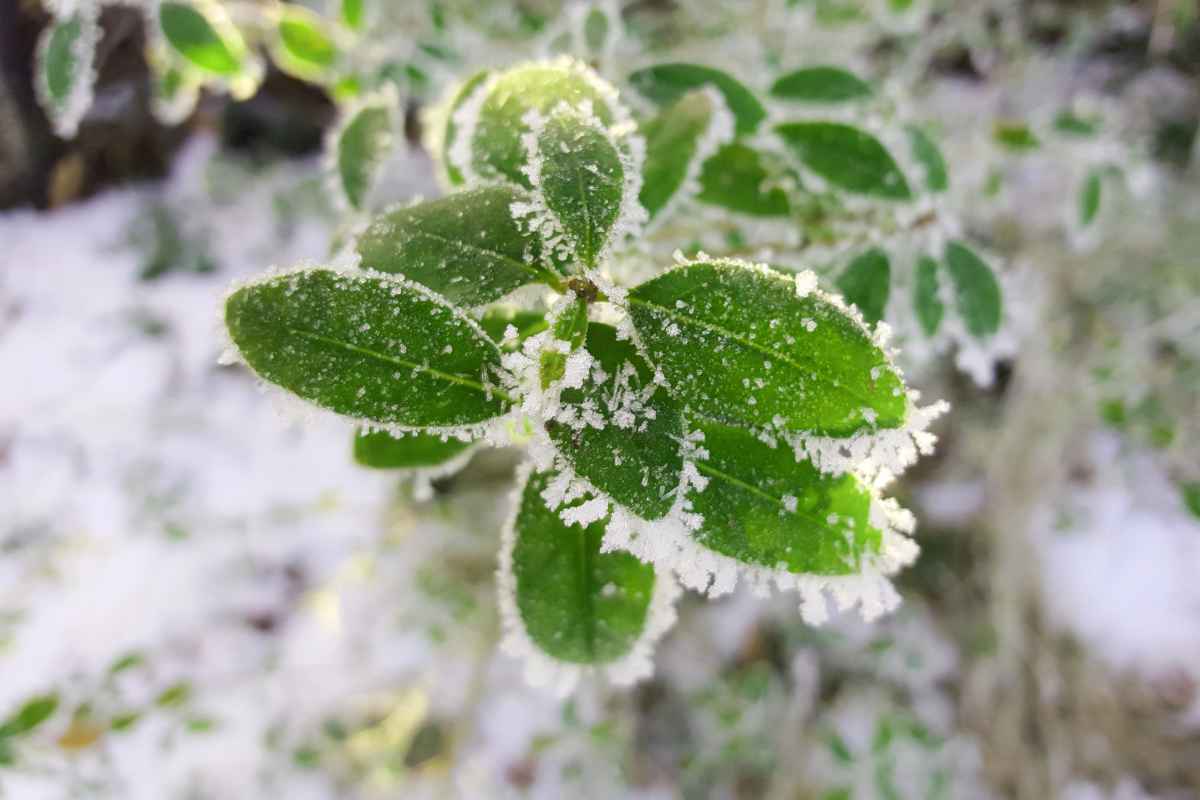 Plant with ice on its leaves, surviving the outdoor cold