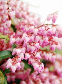 The shape of pieris flowers is like a tiny upside-down urn