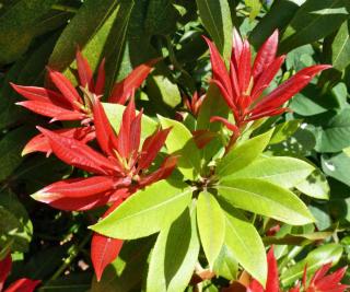New growth on many pieris have different colors than older leaves