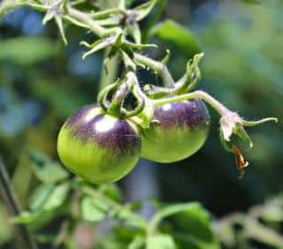 Plant indigo rose cherry tomatoes in full sun