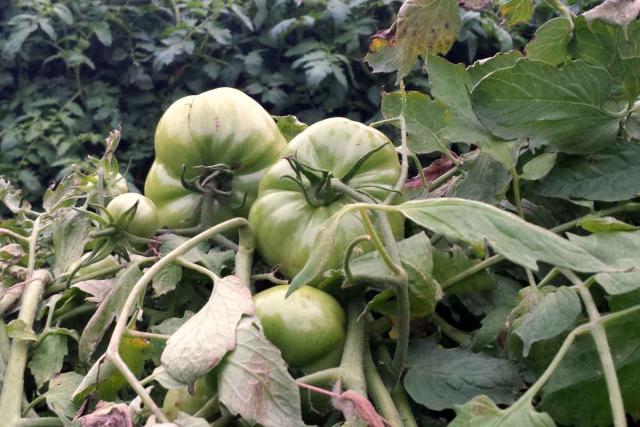 Planted primora tomato vine