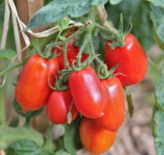 Planting a roma tomato plant