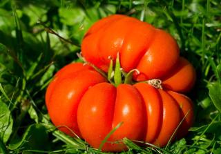 Planting and care of seedless tomato is similar to that of regular tomato
