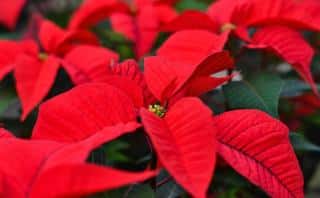 Poinsettia is a favorite indoor flower