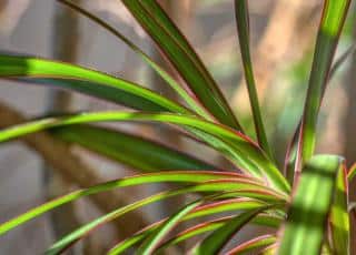 Dracaena marginata in a pot