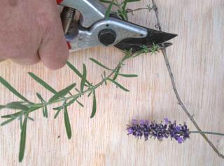 Preparing the stem for air-layering lavender
