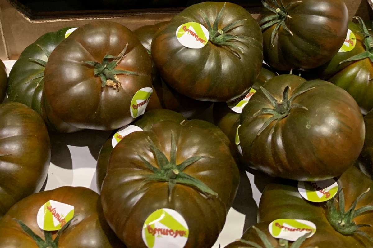 Large, green slightly striped primora tomato