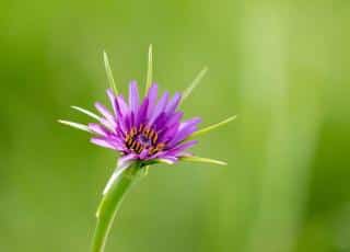 Single purple salsify flower