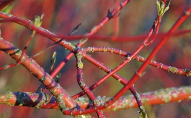 Twisting red and yellow dogwood tree bark