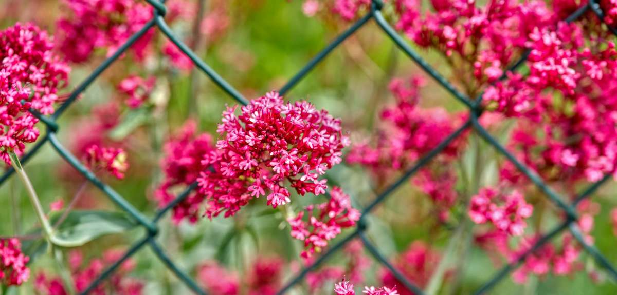 Red valerian decorating a green-wire fence