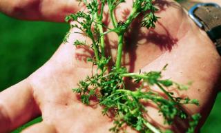 Dethatch to remove moss and weeds, like this burweed