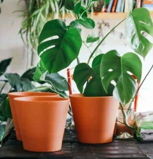 Start repotting indoor plants during the dormancy.