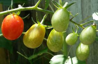 Green roma tomatoes having problems ripening