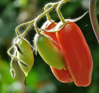 Roma tomato on the plant