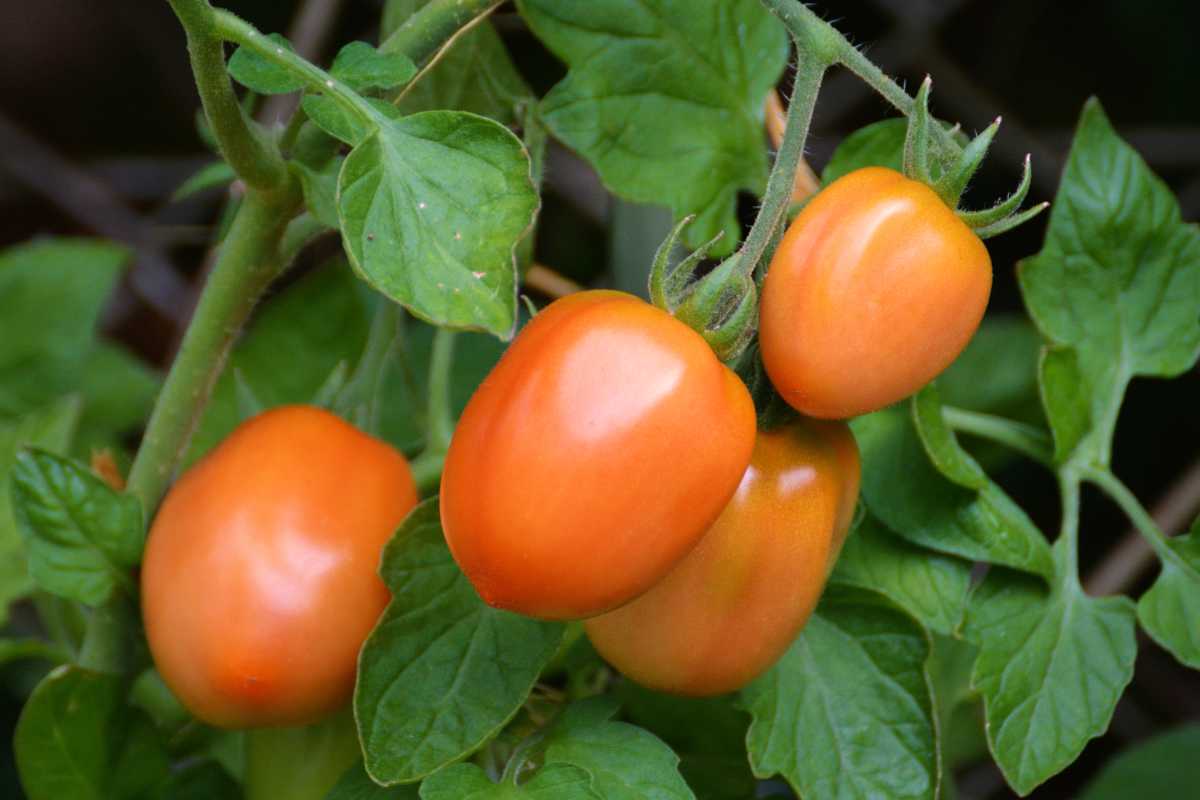 Four roma tomatoes on the vine