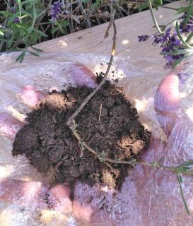 Hand with soil and air-layering plastic wrap