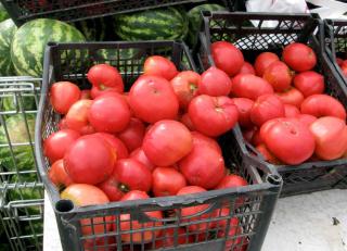 Pink tomato of the "Rose de berne" type