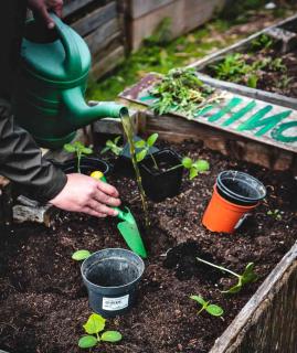 Person watering an incredible edible shared vegetable patch with fertilizer